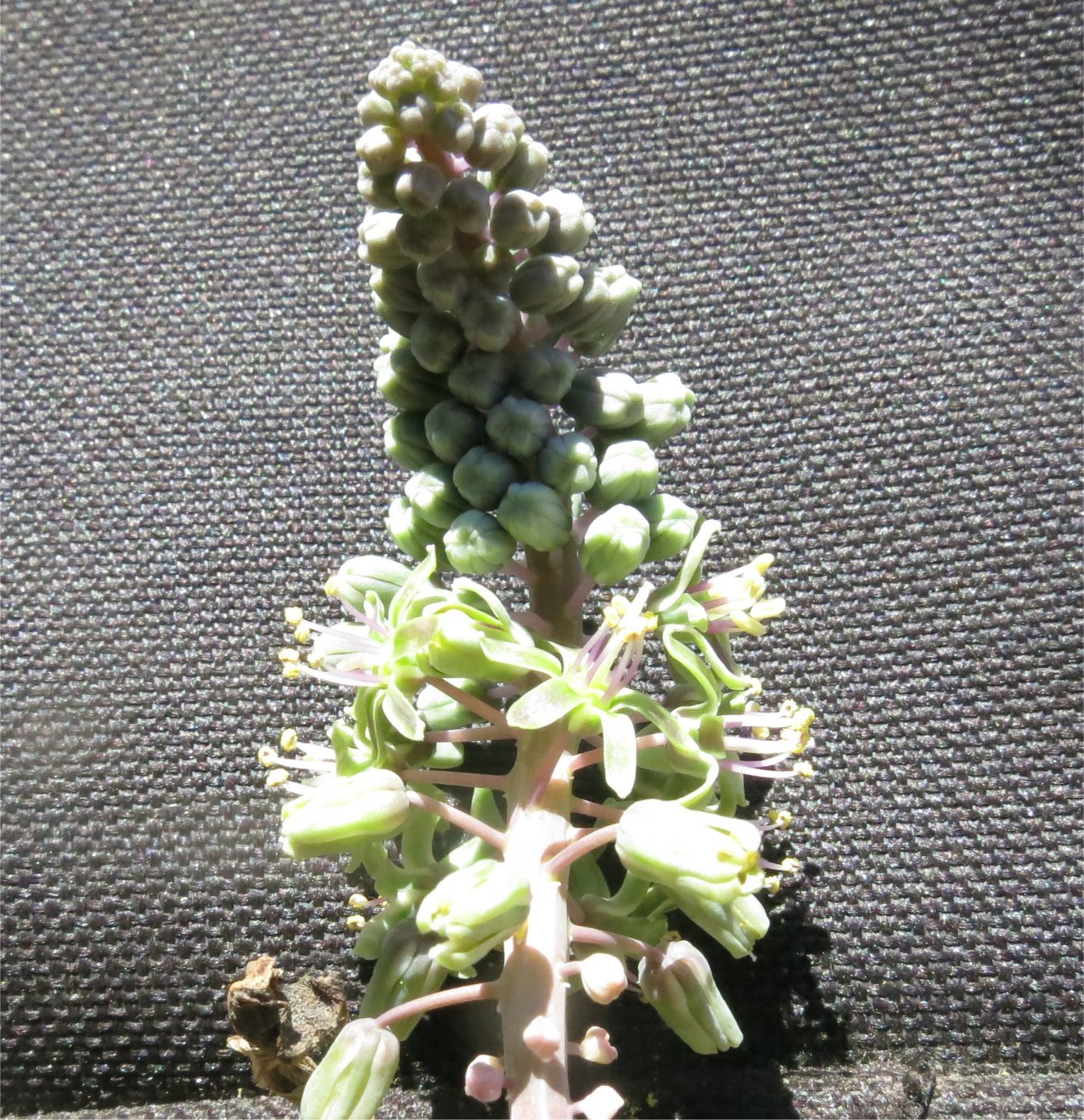 Ledebouria ensifolia-aff